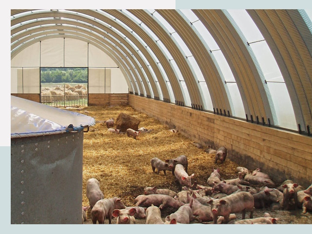 Строительство свинарников в Копейске